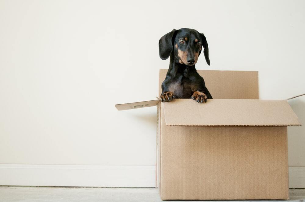 Dog in a cardboard box