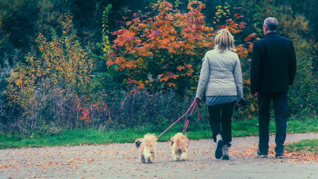 Take your dog for daily walks.